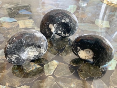 Fossiil Ortotšeras mustas marmoris, spriaal